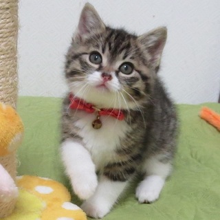 2/23八丁堀★メイちゃん★もこもこチビッ子