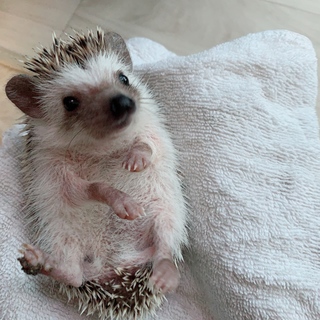 ハリネズミの里親募集