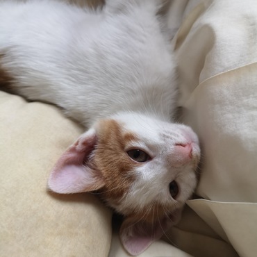 【募集終了】7匹の子ねこの写真