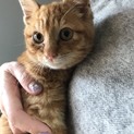 可愛い茶トラちゃんです！