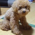 1歳9ヶ月のトイプードル犬です。