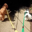 緊急トイプー7歳