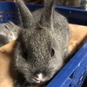子うさぎ  濃いグレー