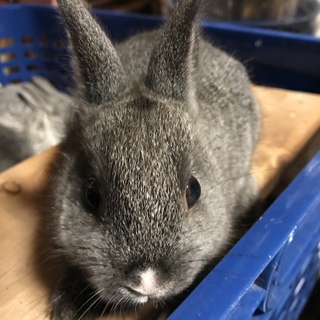 子うさぎ  濃いグレー