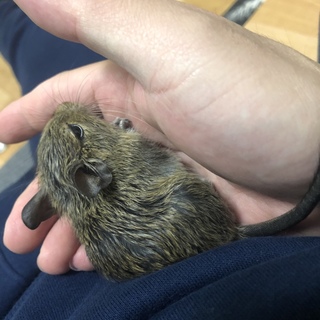 デグー♀