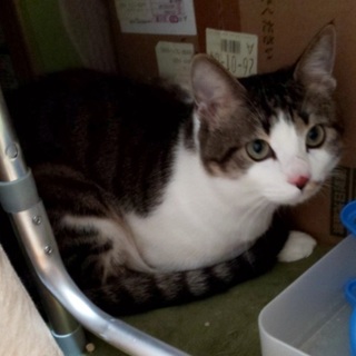 キジ白 オスの子猫の里親募集