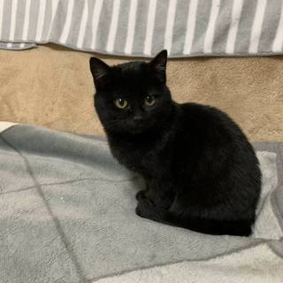 可愛い黒猫　里親決定！！