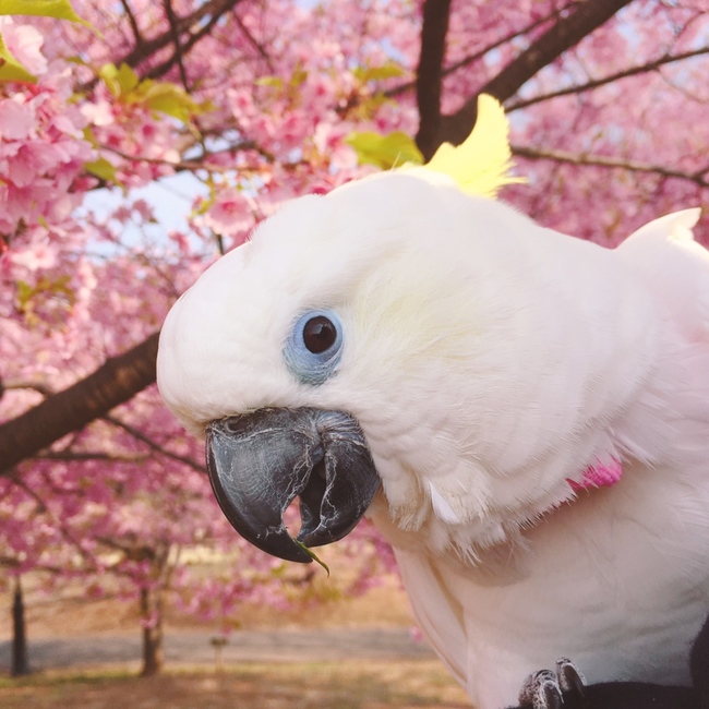 あんきなもんのカバー写真