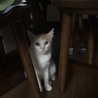 の写真