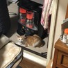 の写真
