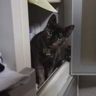 大きな目！美人なサビ猫のティティ