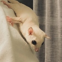 代理募集フクモモリューシ♀ホワイトフェイス♂