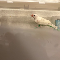 白文鳥の中雛の里親様募集