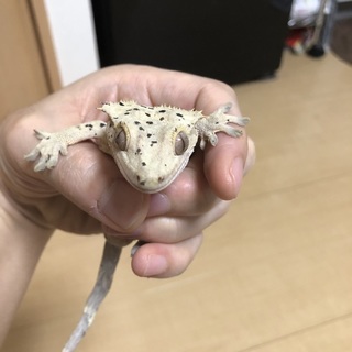 クレステッドゲッコー