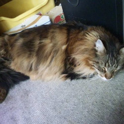 「猫またぎとは？」サムネイル2