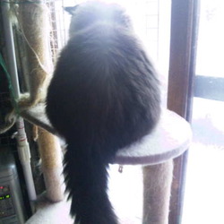 「猫またぎとは？」サムネイル3