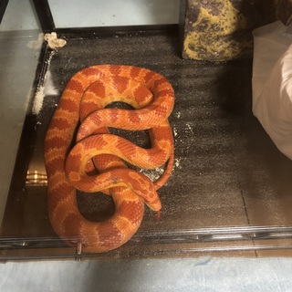 コーンスネーク