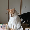 の写真