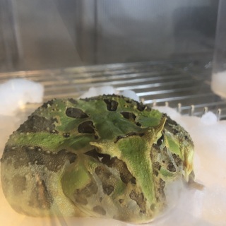 ブラジルツノガエル