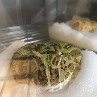 クランウェルツノガエル