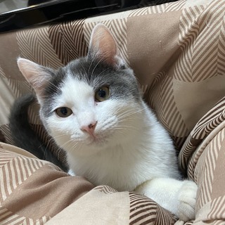 甘えん坊の男の子グレーブチのグリちゃん