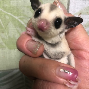 大人しく可愛いモモンガ赤ちゃん