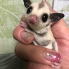 大人しく可愛いモモンガ赤ちゃん