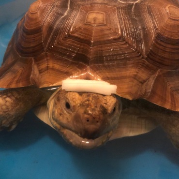 ケヅメリクガメのチェルシーちゃん…お風呂　気持ちいぃ〜♨️