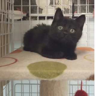 生後２ヶ月のふわふわチビ黒猫君❤️