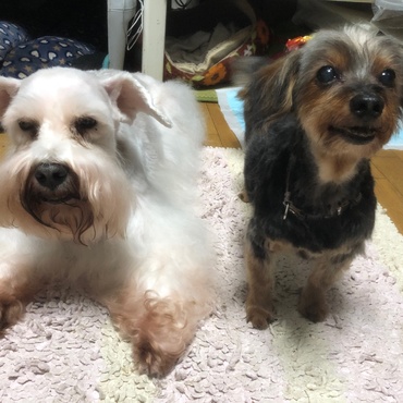 左　パール（13歳）右　マリン（14歳）