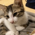 キジ白の保護猫　お転婆なキエルの里親募集中！
