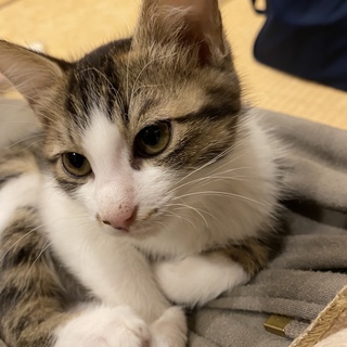 キジ白の保護猫　お転婆なキエルの里親募集中！