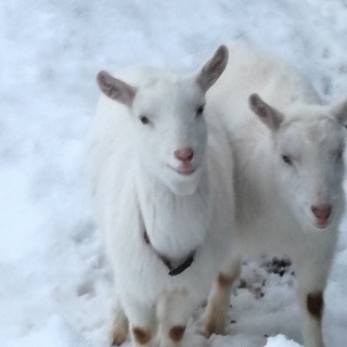 山羊（双子オス・メス）生後10か月位　ペア