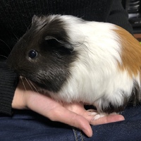 モル