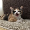 の写真