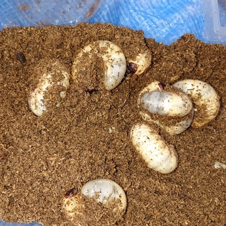 カブトムシ幼虫30匹