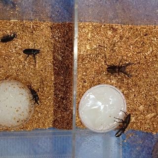 メタリフェルホソアカクワガタ成虫5匹