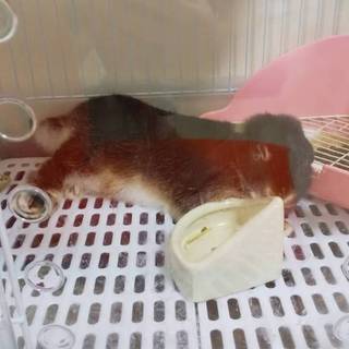 優しい里親さんお願いします