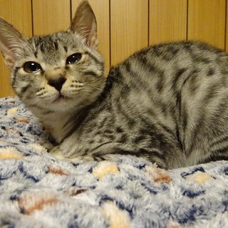 猫ちゃん大好き「ビームス」ちゃん♡