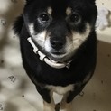 里親さん決まりました^ ^