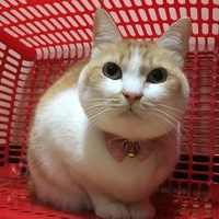 ミヌー