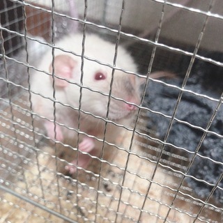 ファンシーラット♀