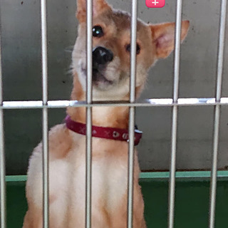 【感謝】繋がります！犬舎②持込のワンコ♀