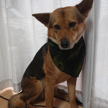 バンダナ装着！カッコイイ！