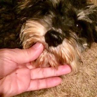 白黒リトルキュートな男の子シュナ２才