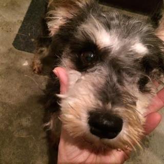 ライトグレー３歳陽気な女の子シュナ