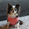「リッツ」チワワ♀ サムネイル2