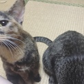 小柄で甘えん坊なサビ猫あずきちゃん