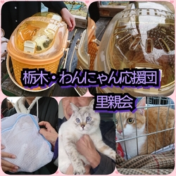 栃木・わんにゃん応援団 譲渡会