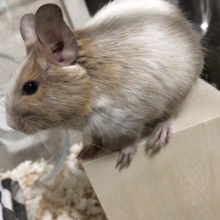 イエローパイドデグー5ヶ月男の子です